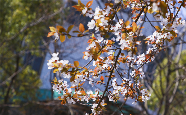 春暖花開，等你歸來——邀你云賞南新春景，以慰思念